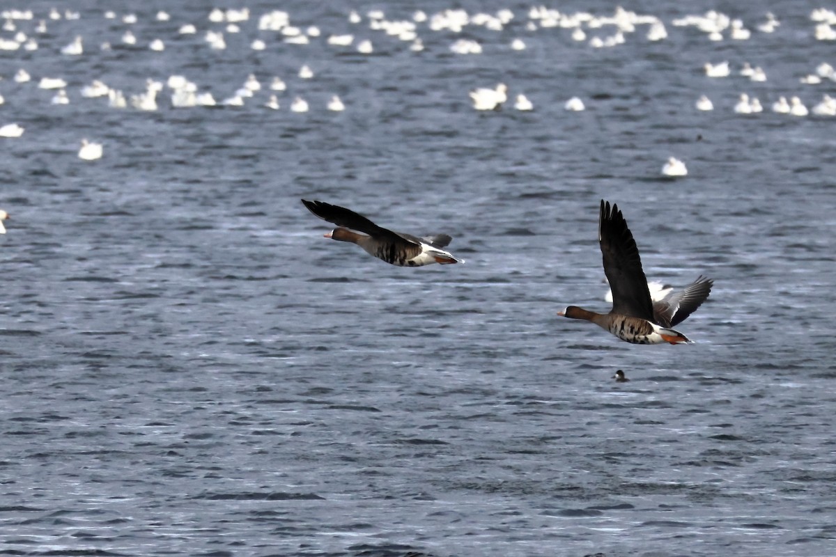 Greater White-fronted Goose - James Cummins