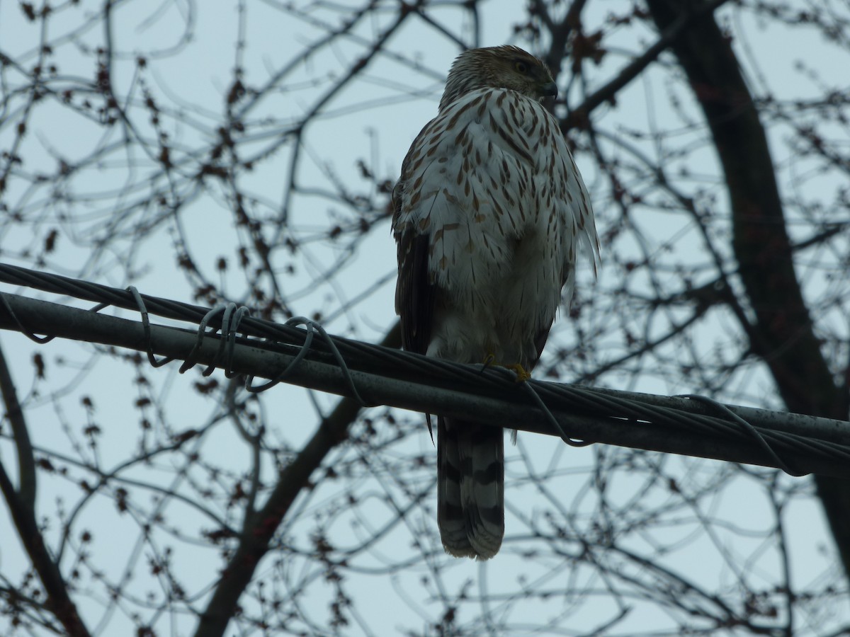 Cooper's Hawk - Hazem Alkhan