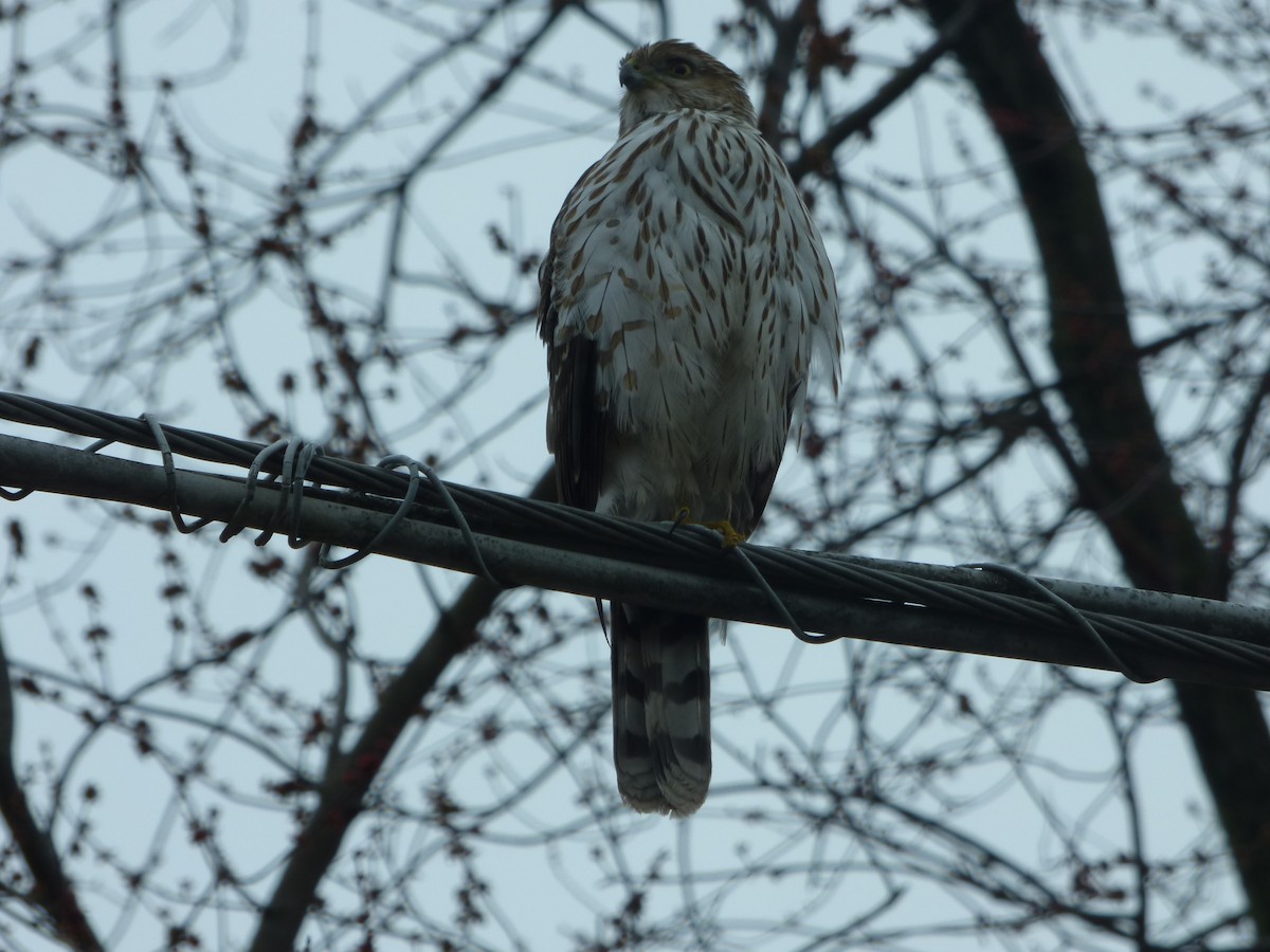 Cooper's Hawk - Hazem Alkhan