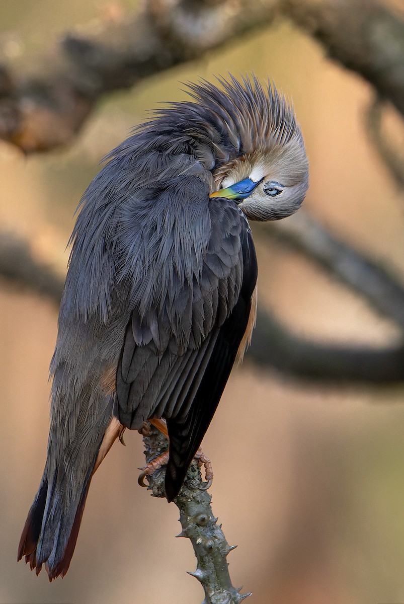 Chestnut-tailed Starling - ML615674173