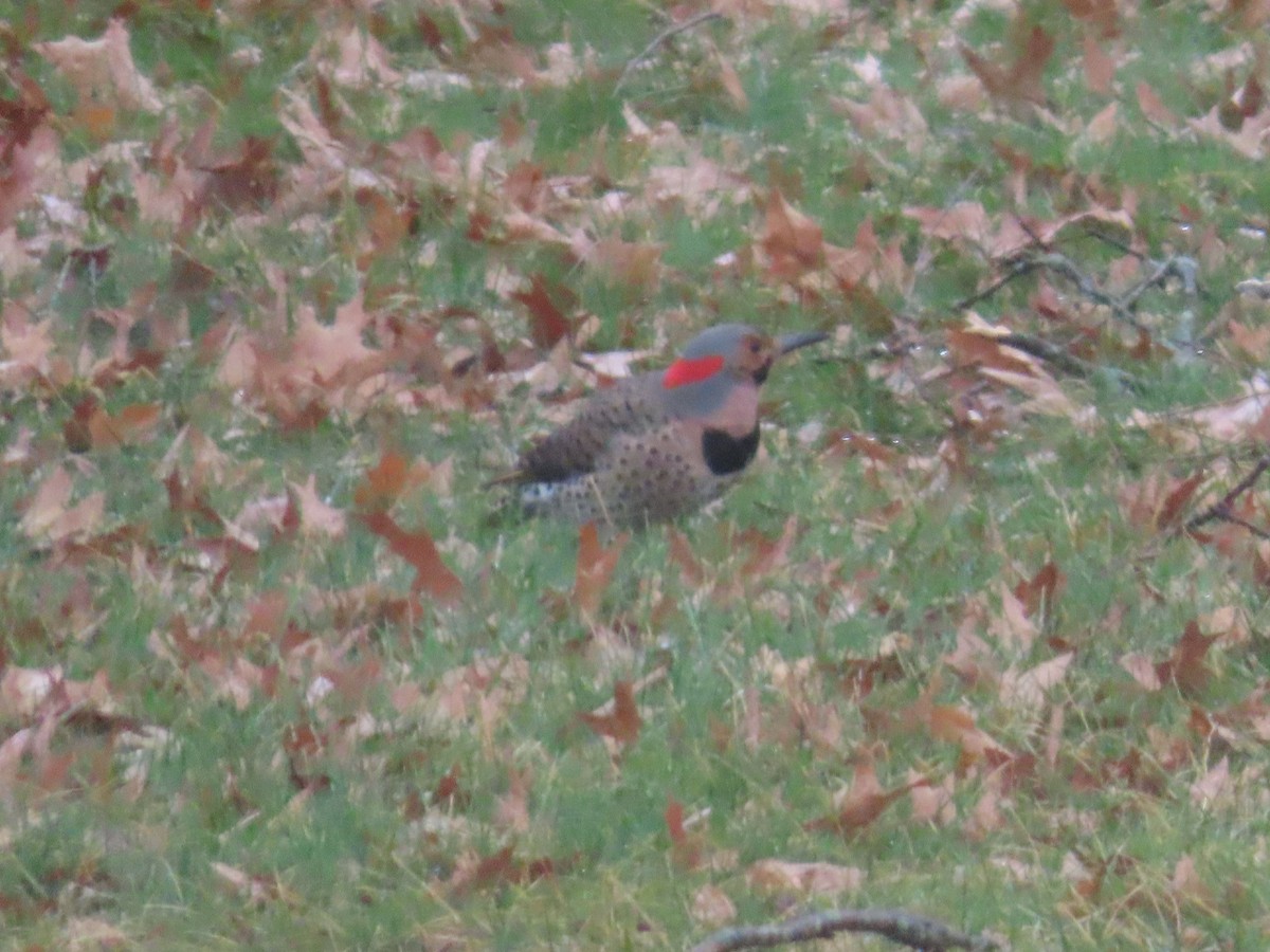 Northern Flicker - Sandy Morrissey