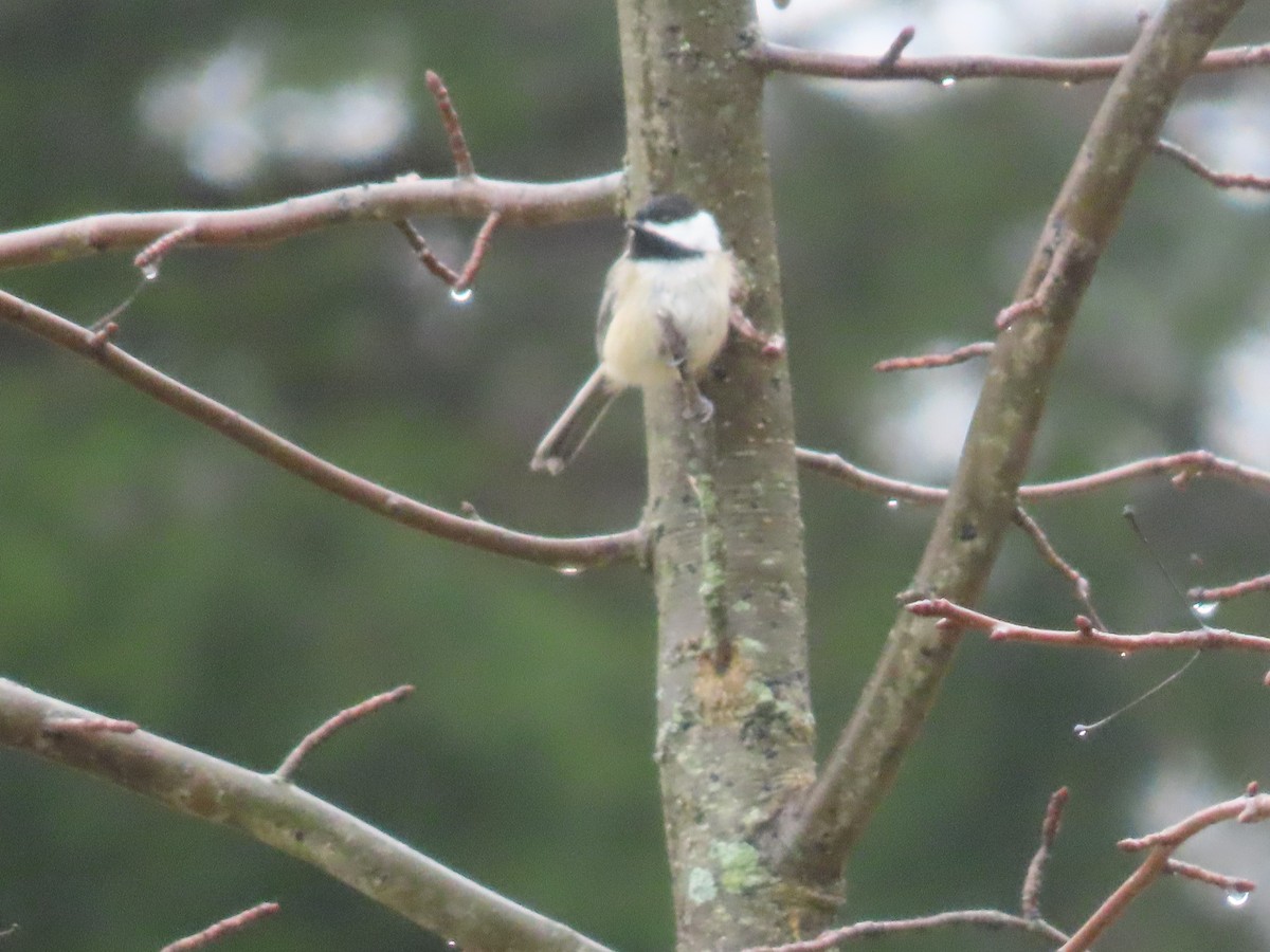 Black-capped Chickadee - Sandy Morrissey