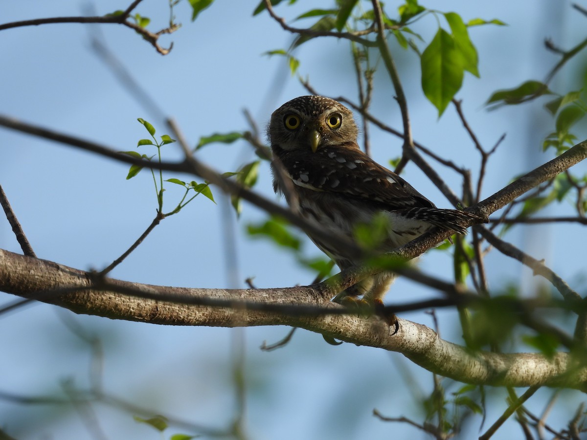 Ferruginous Pygmy-Owl - joe trig