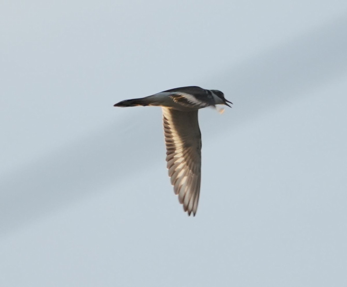 Killdeer - ML615674206