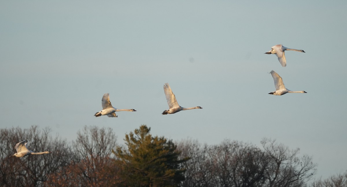 Mute Swan - ML615674208