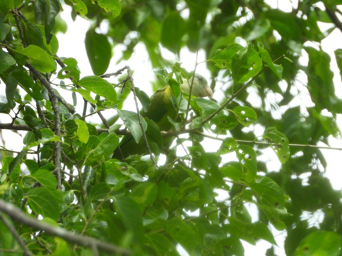 Gray-cheeked Parakeet - Kevin Jiménez Gonzáles