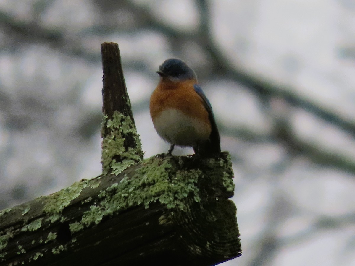 Eastern Bluebird - Sandy Morrissey