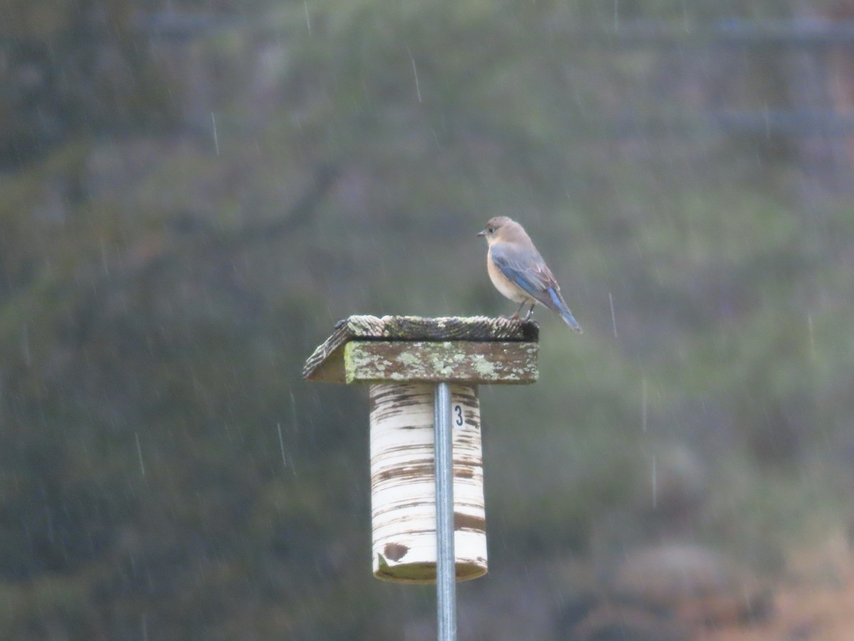 Eastern Bluebird - Sandy Morrissey