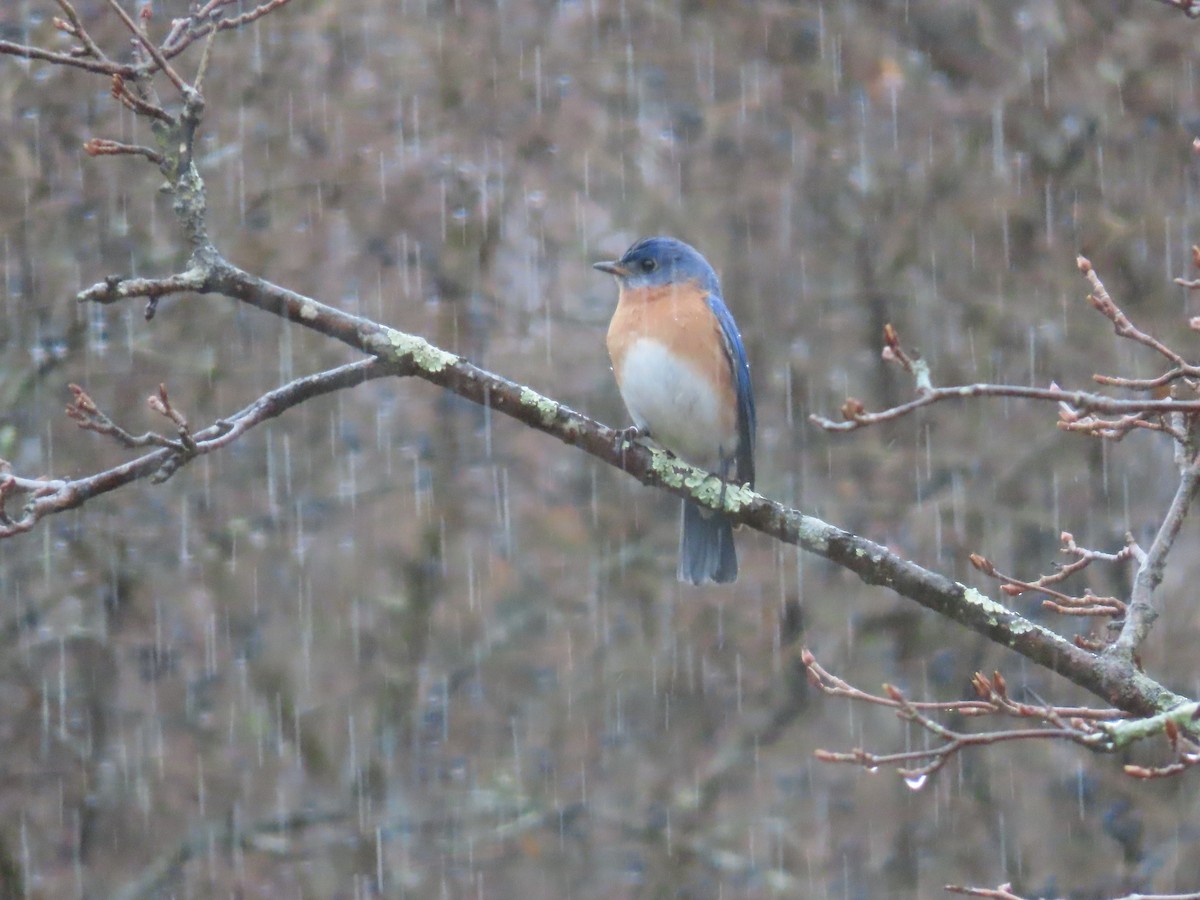 Eastern Bluebird - Sandy Morrissey