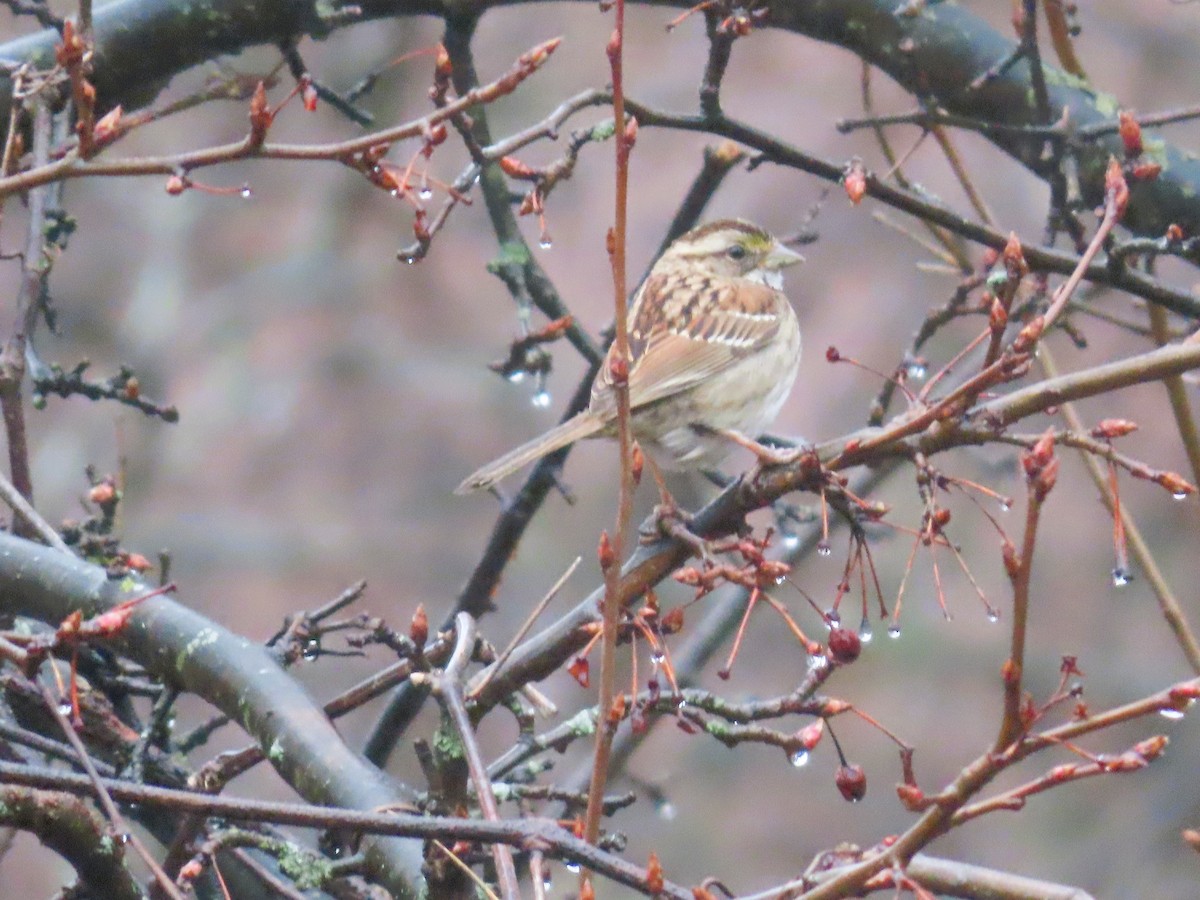 White-throated Sparrow - ML615674243