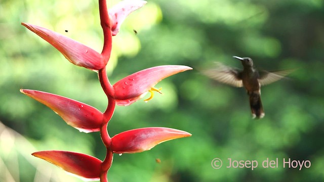 kolibřík skvrnitoprsý - ML615674282