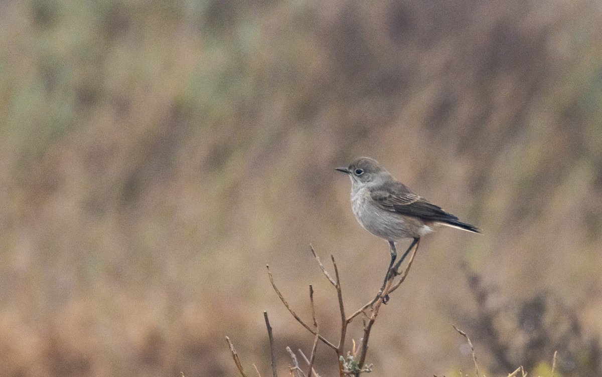 Sickle-winged Chat - ML615674381