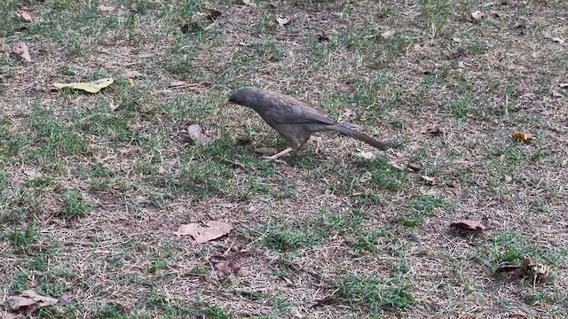 Jungle Babbler - ML615674405