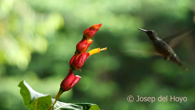 kolibřík skvrnitoprsý - ML615674480