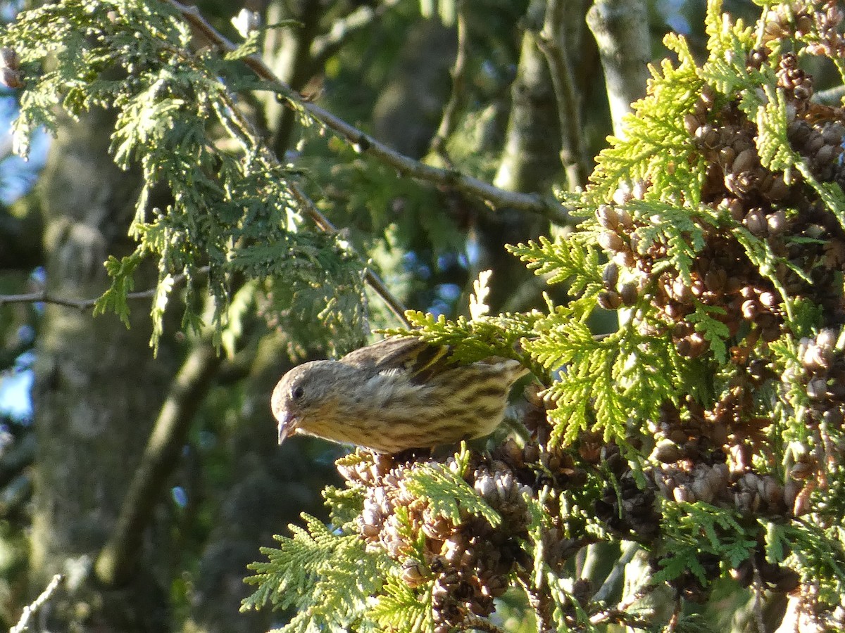 Pine Siskin - C Long