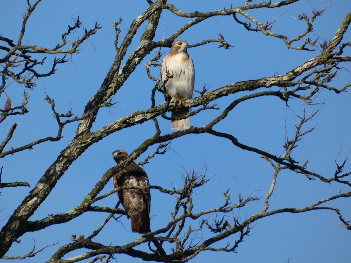 Red-tailed Hawk - C Long