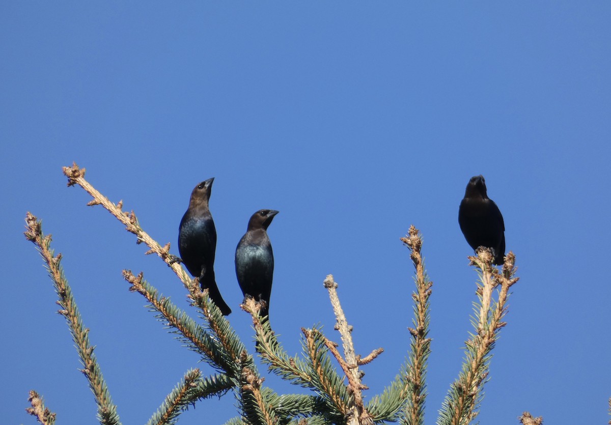 Brown-headed Cowbird - ML615674577