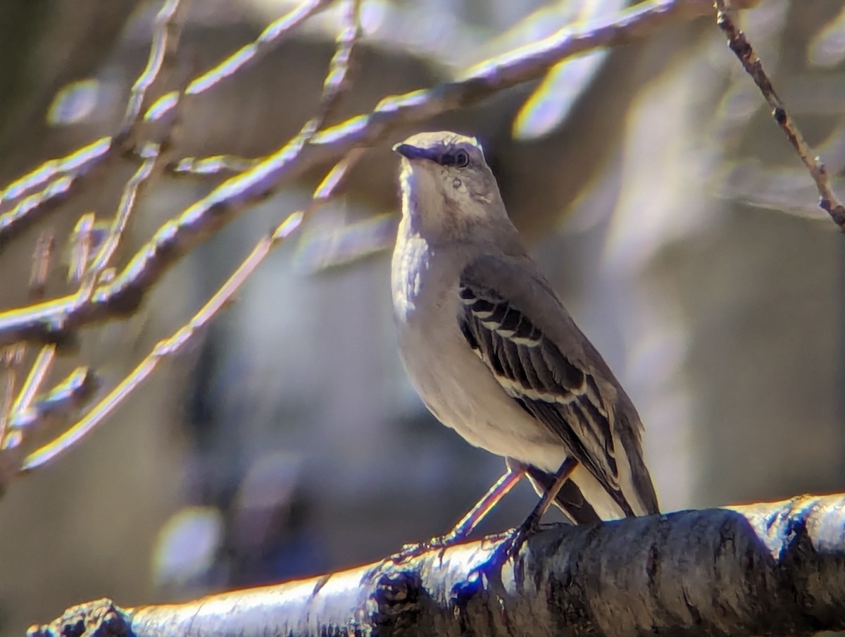 Northern Mockingbird - ML615674696