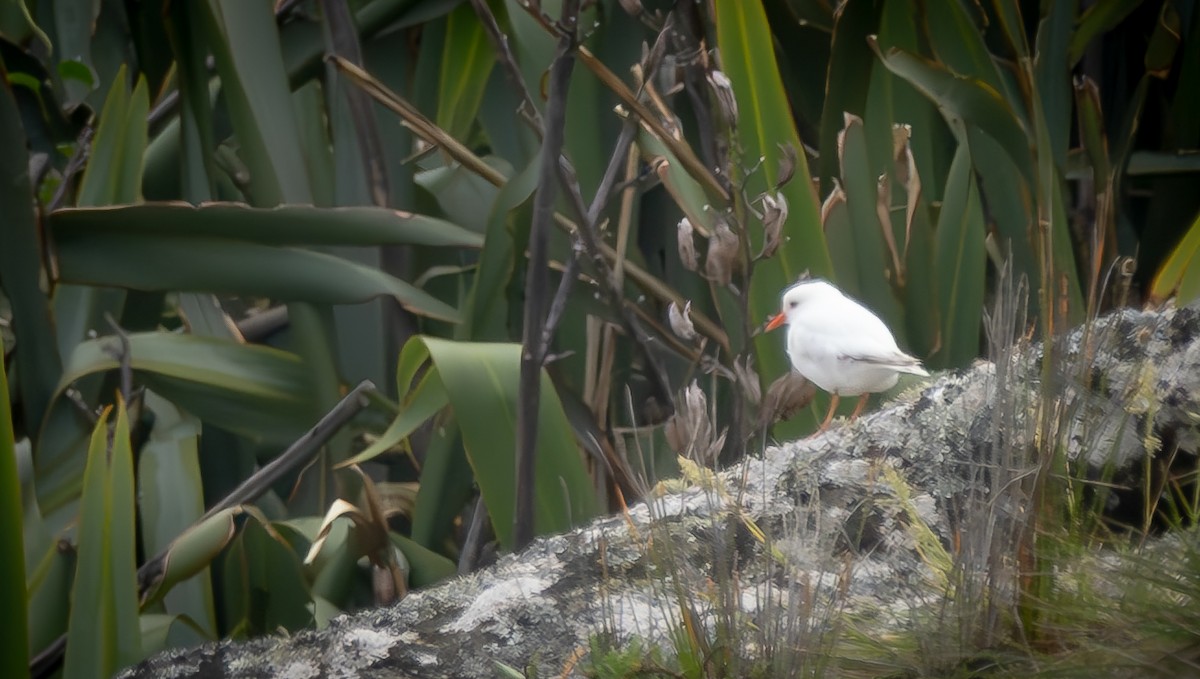 Shore Plover - ML615674715