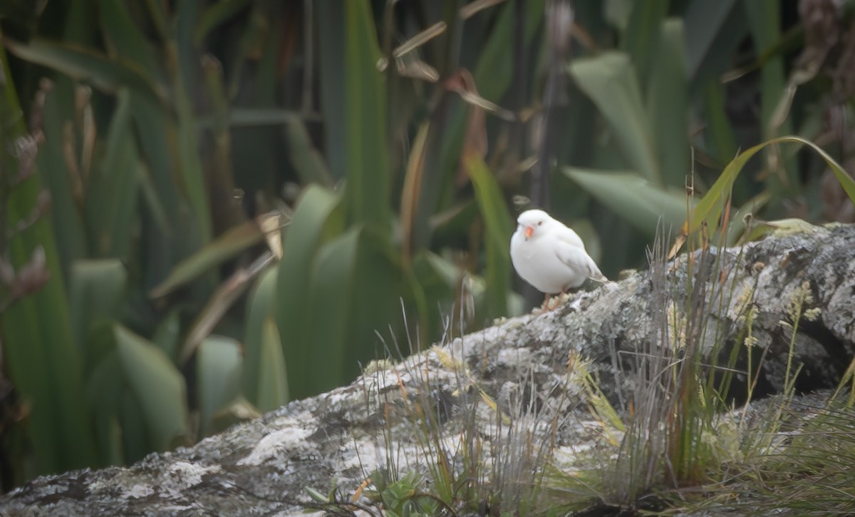 Shore Plover - Nigel Hacking