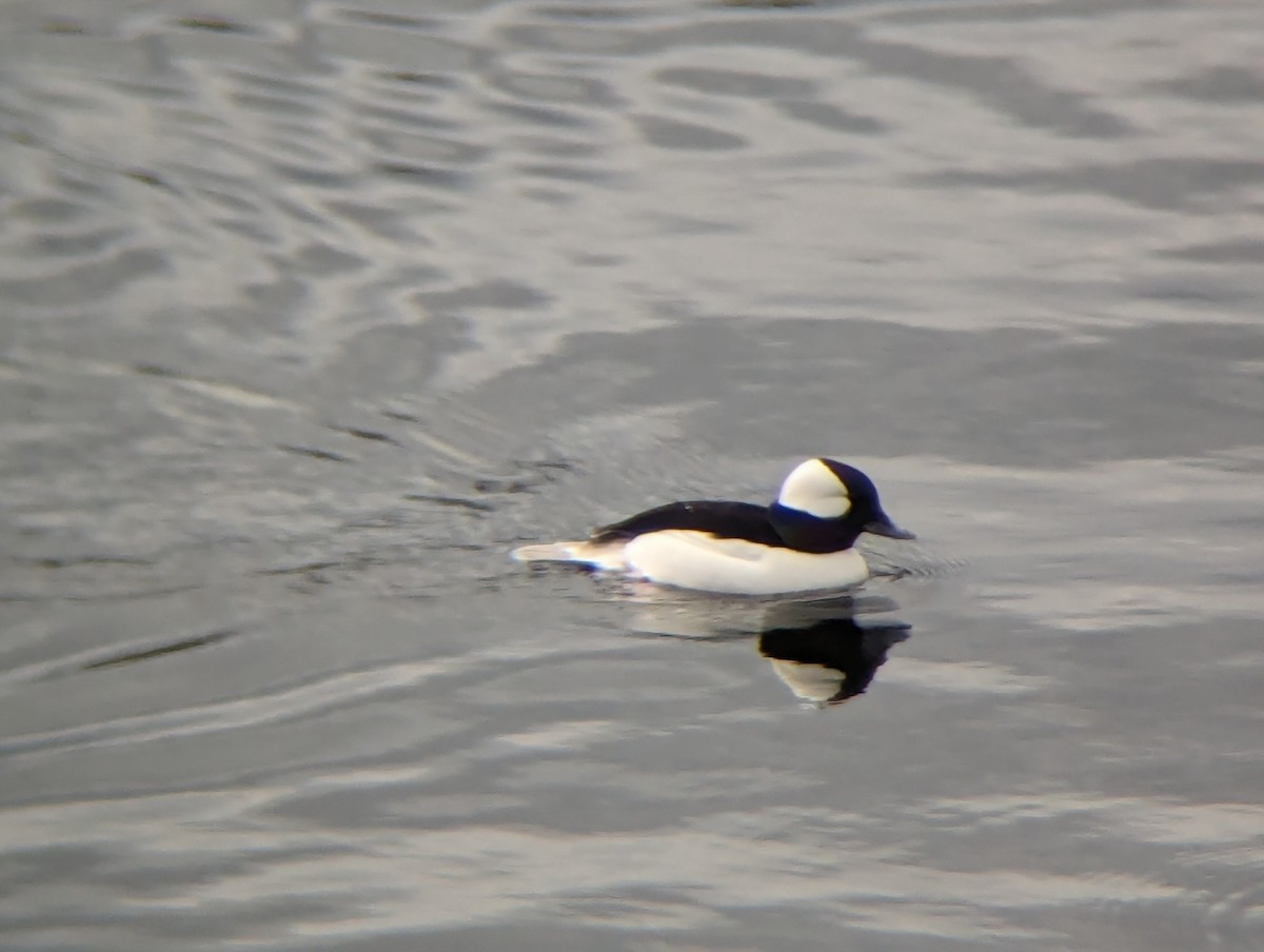 Bufflehead - ML615674718