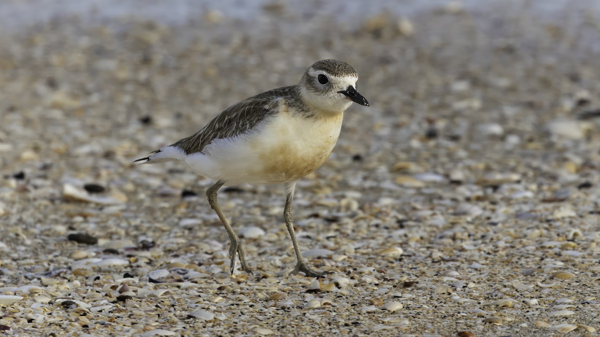 Red-breasted Dotterel (Northern) - Markus Craig