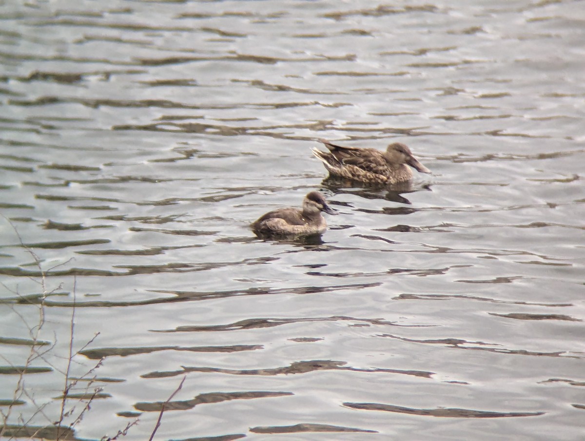 Ruddy Duck - ML615674721