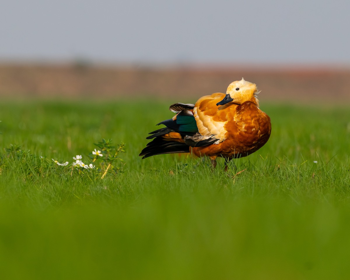 Ruddy Shelduck - ML615674724