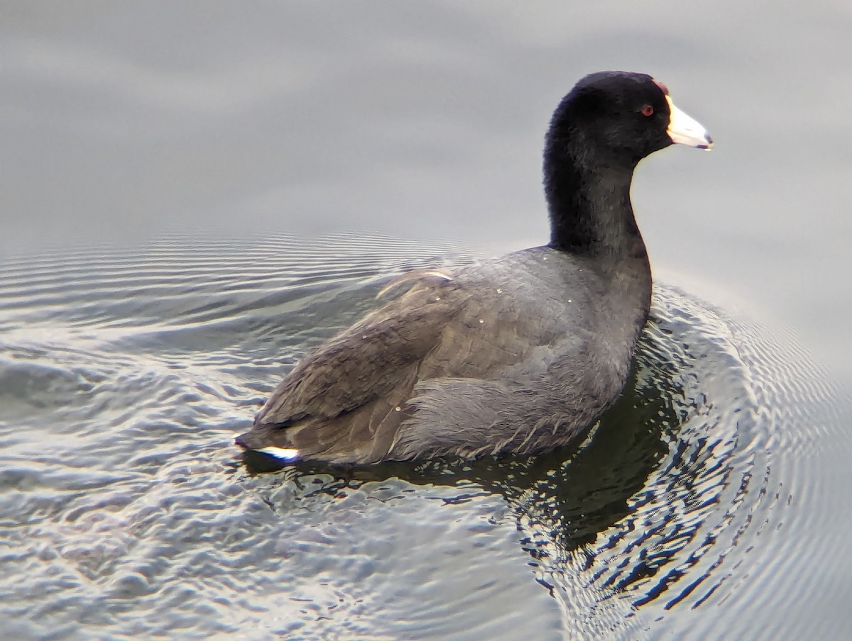 American Coot - ML615674739