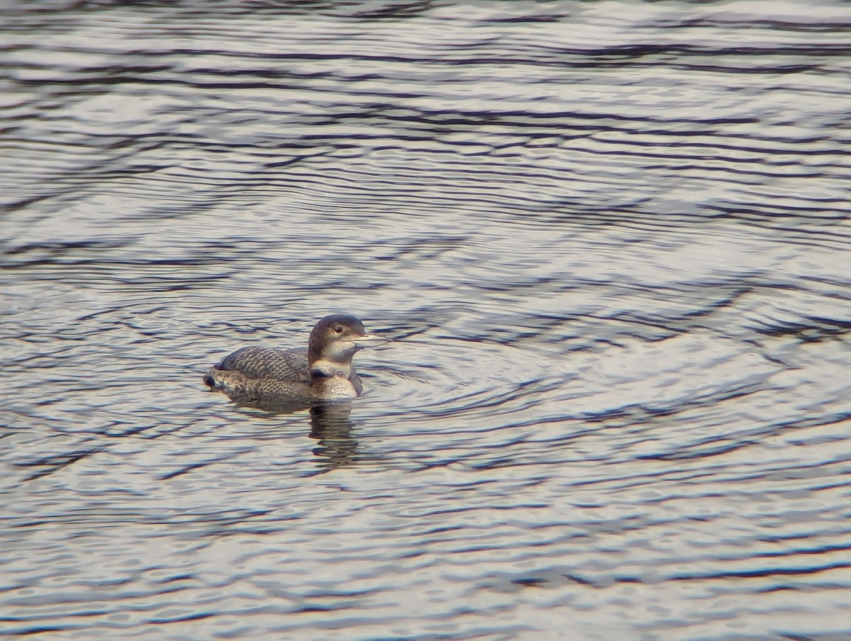 Common Loon - ML615674744