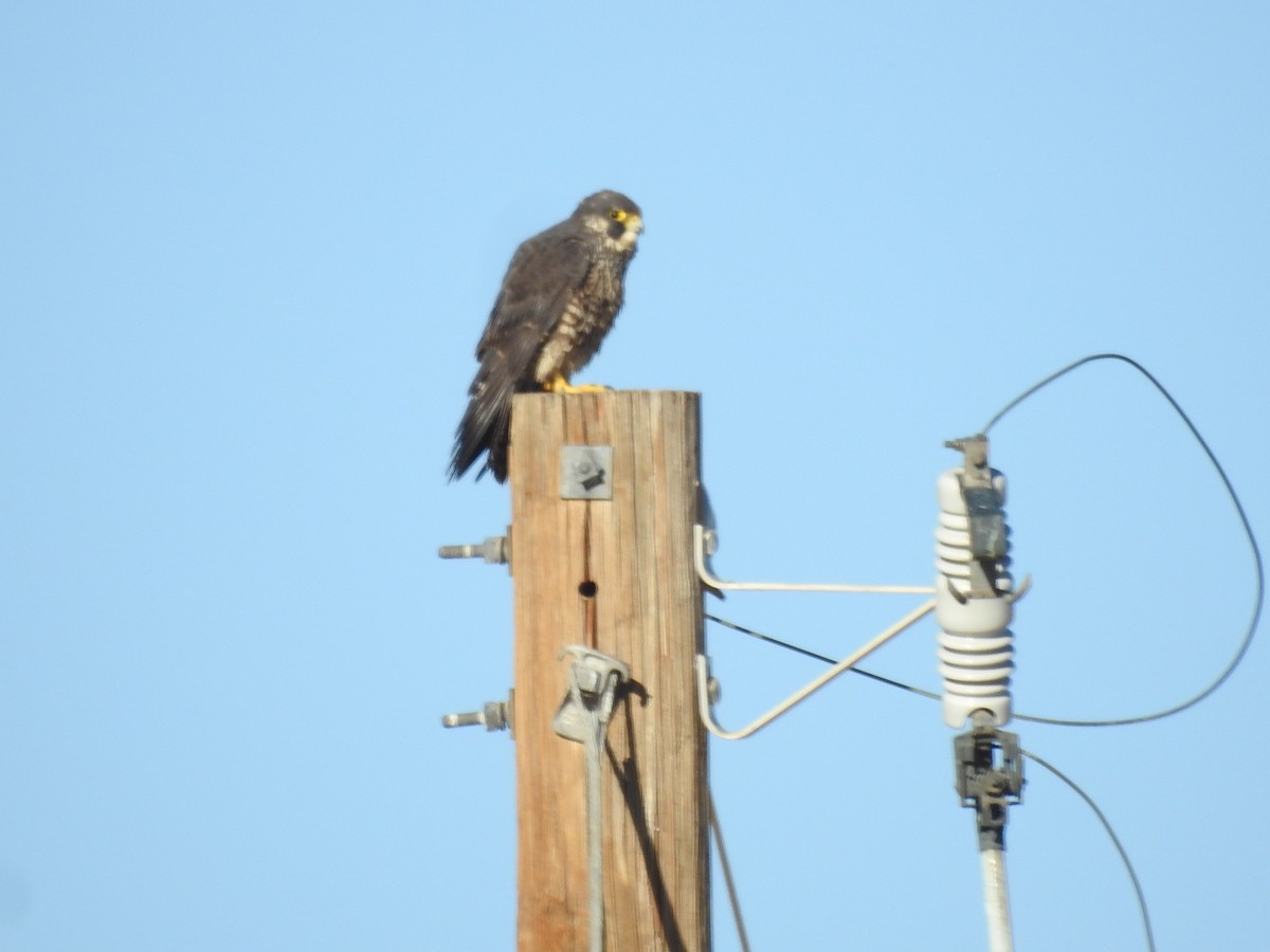 Peregrine Falcon - ML615674754