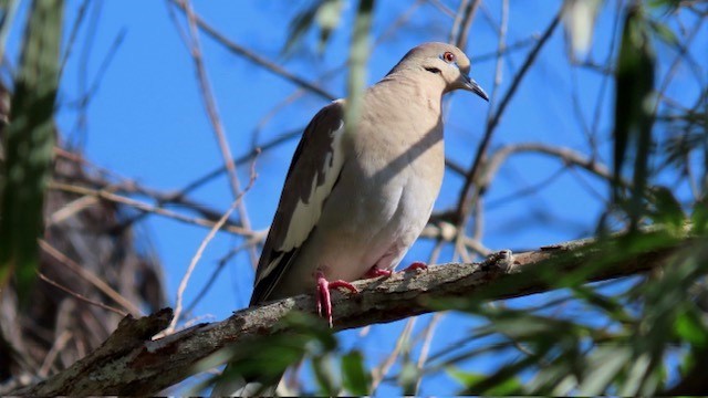 Tourterelle à ailes blanches - ML615674832