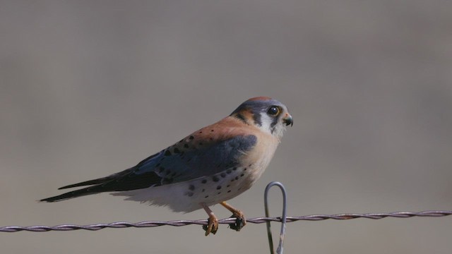 American Kestrel - ML615674844