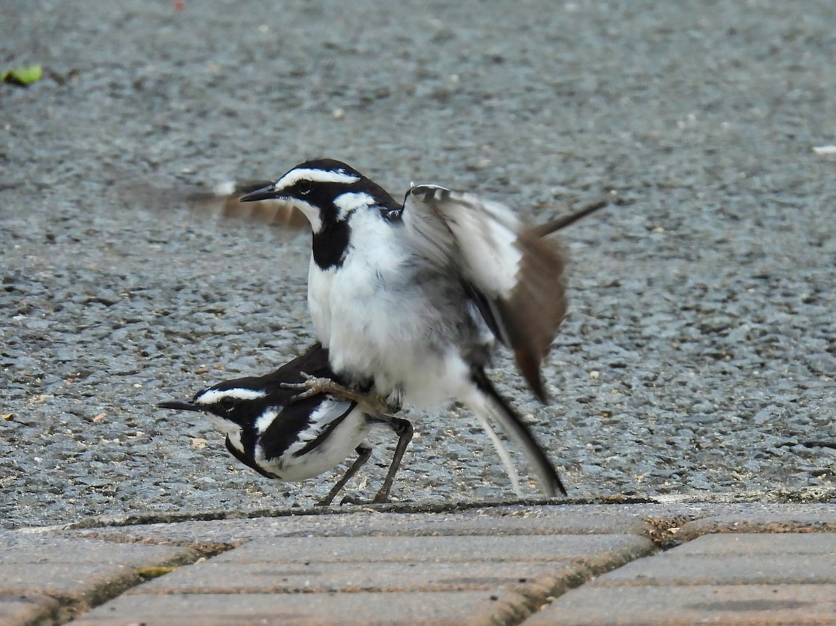 African Pied Wagtail - ML615674847