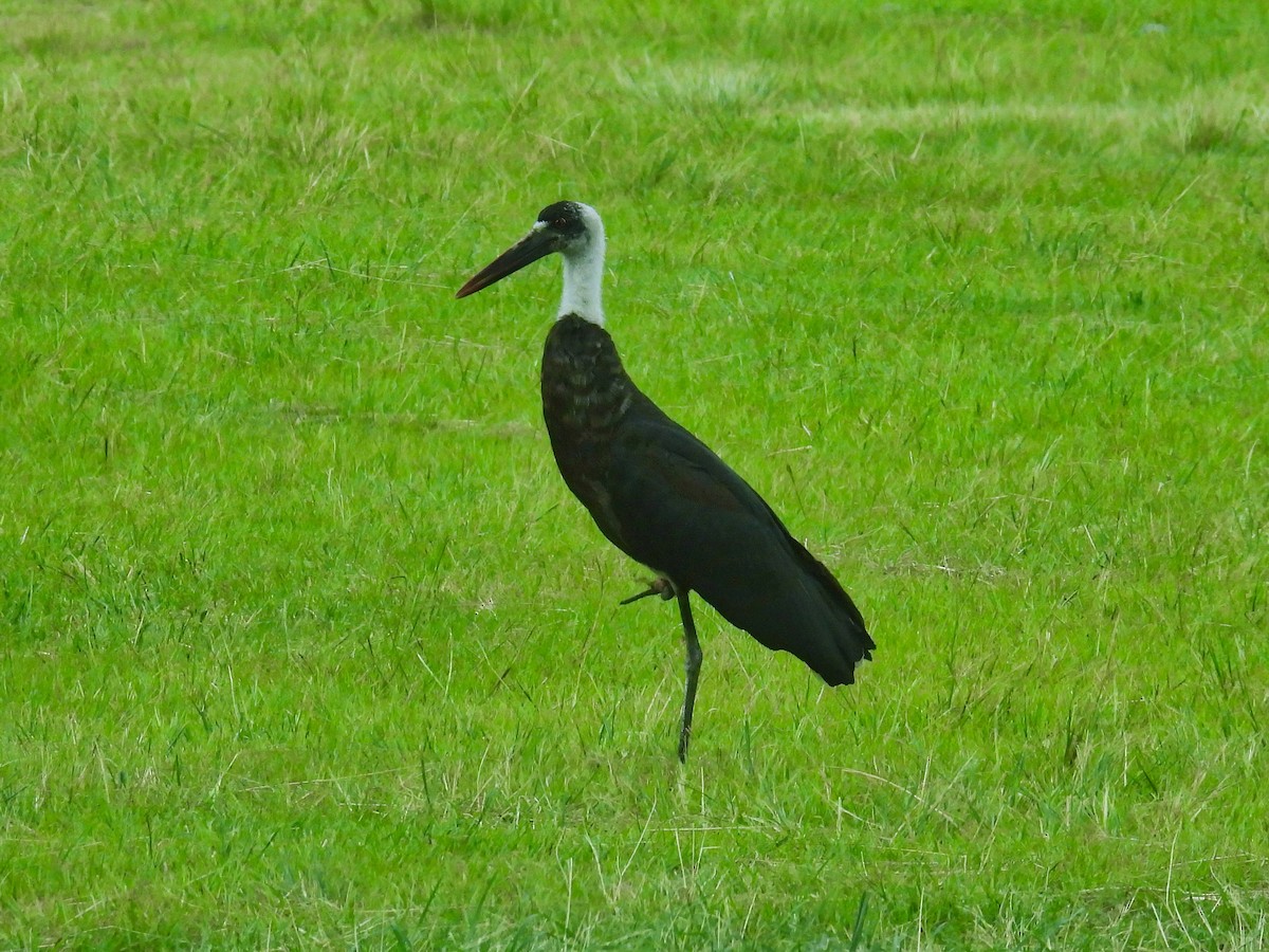 African Woolly-necked Stork - Anonymous