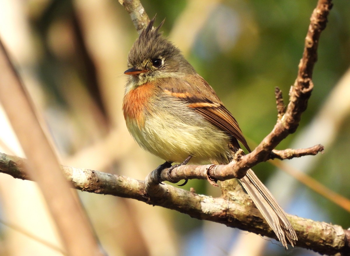 Belted Flycatcher - ML615674871