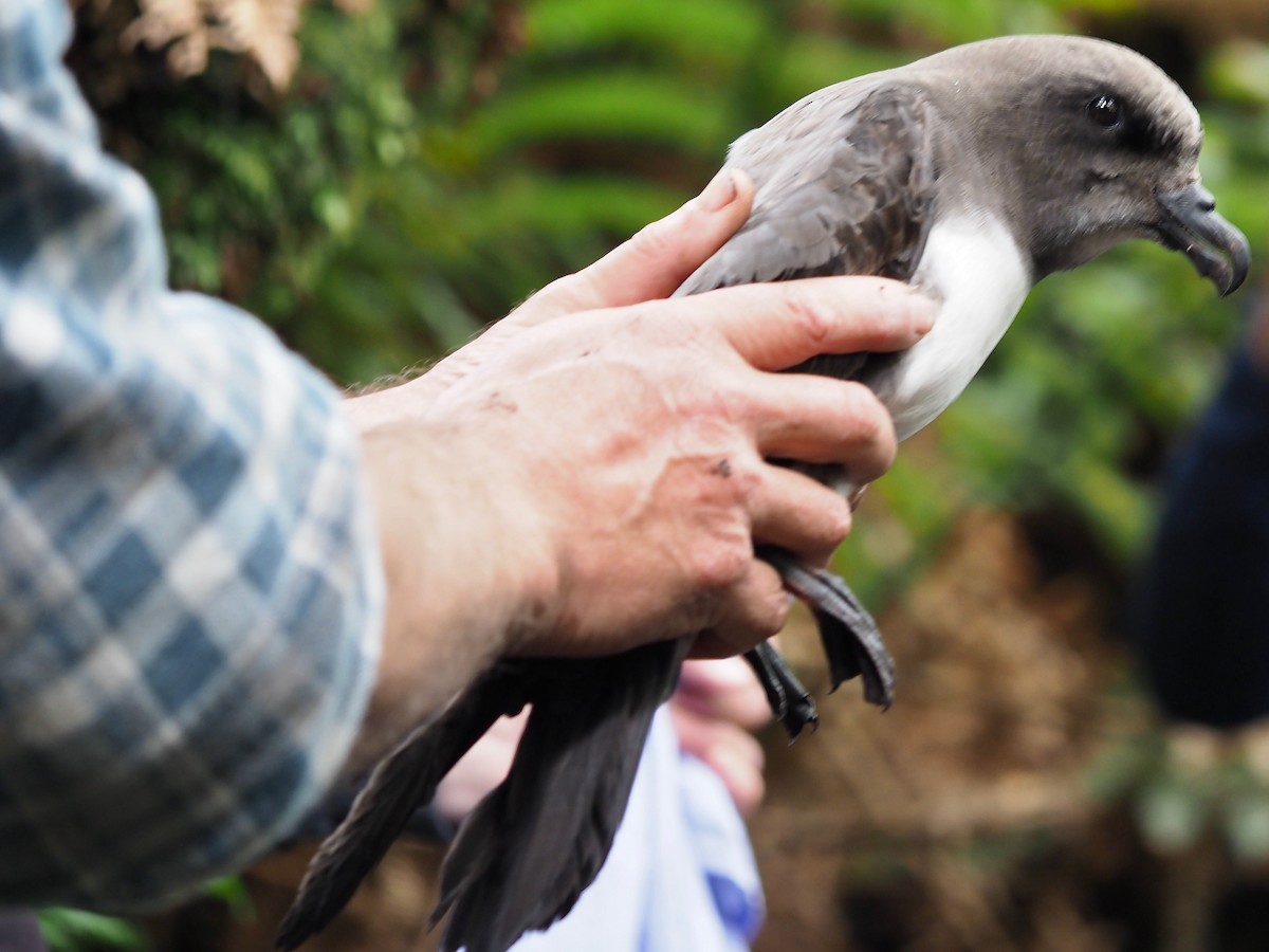 Magenta Petrel - Nigel Hacking