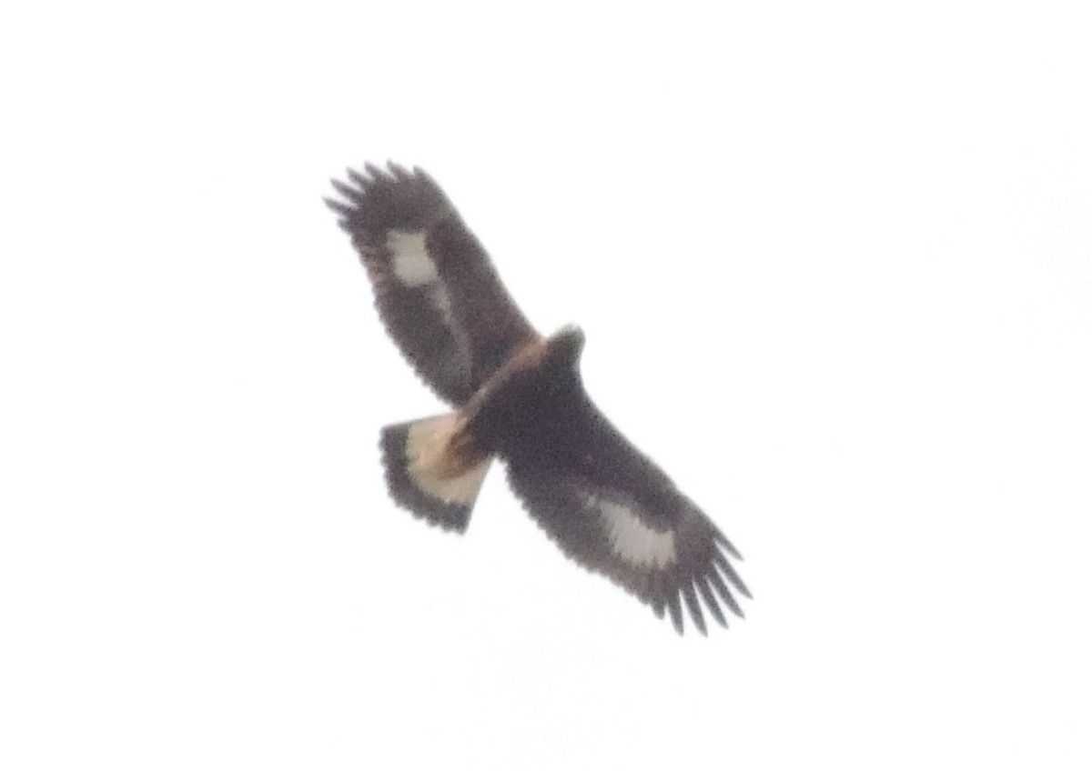 Golden Eagle - ML615674927