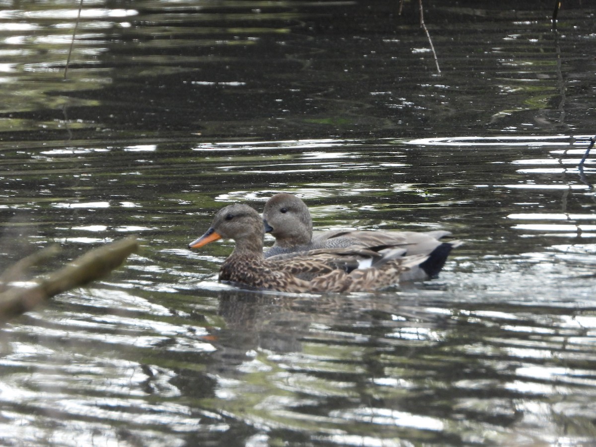 Gadwall - ML615674934