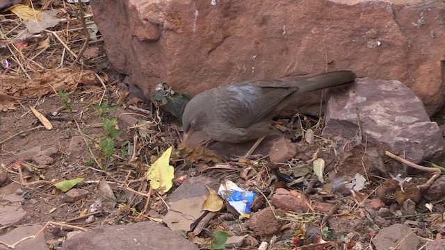 Jungle Babbler - ML615674935