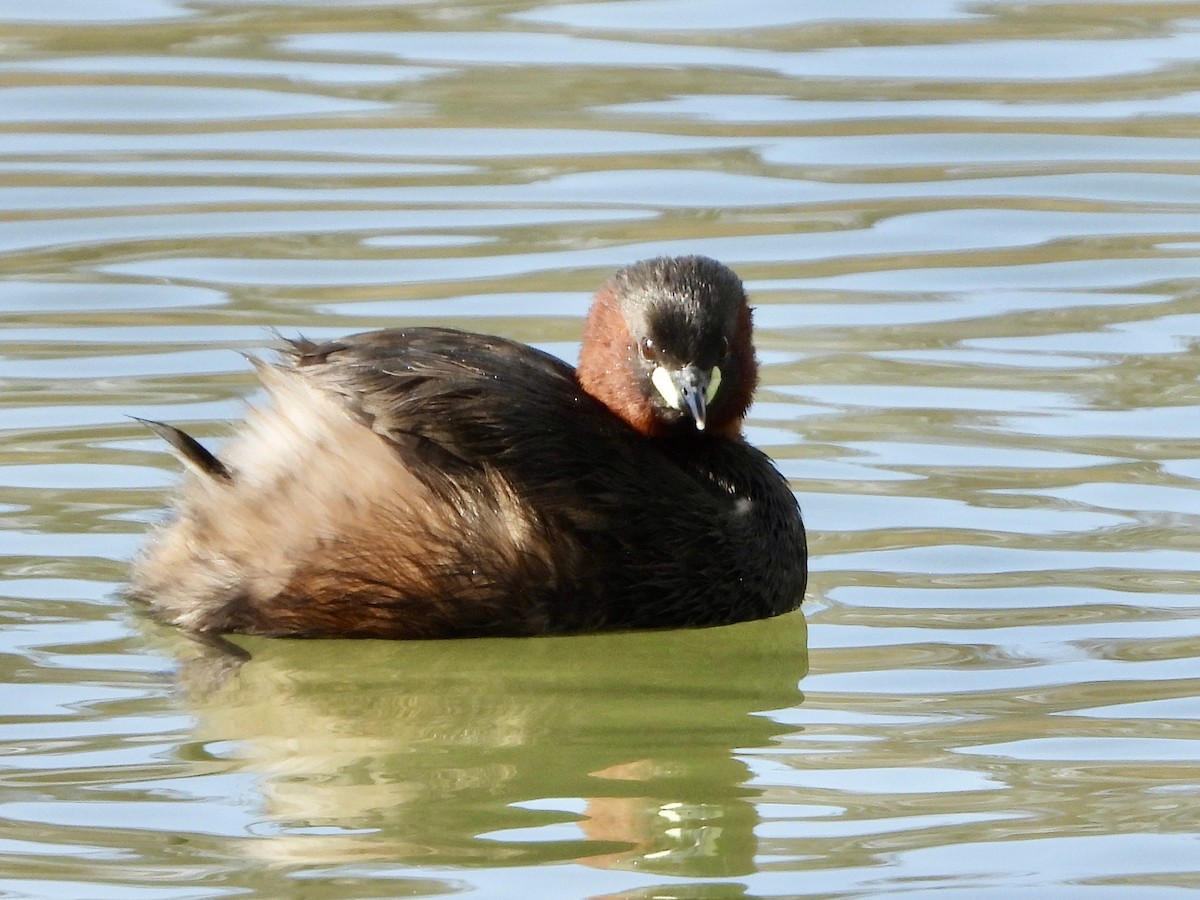 Little Grebe - ML615674958