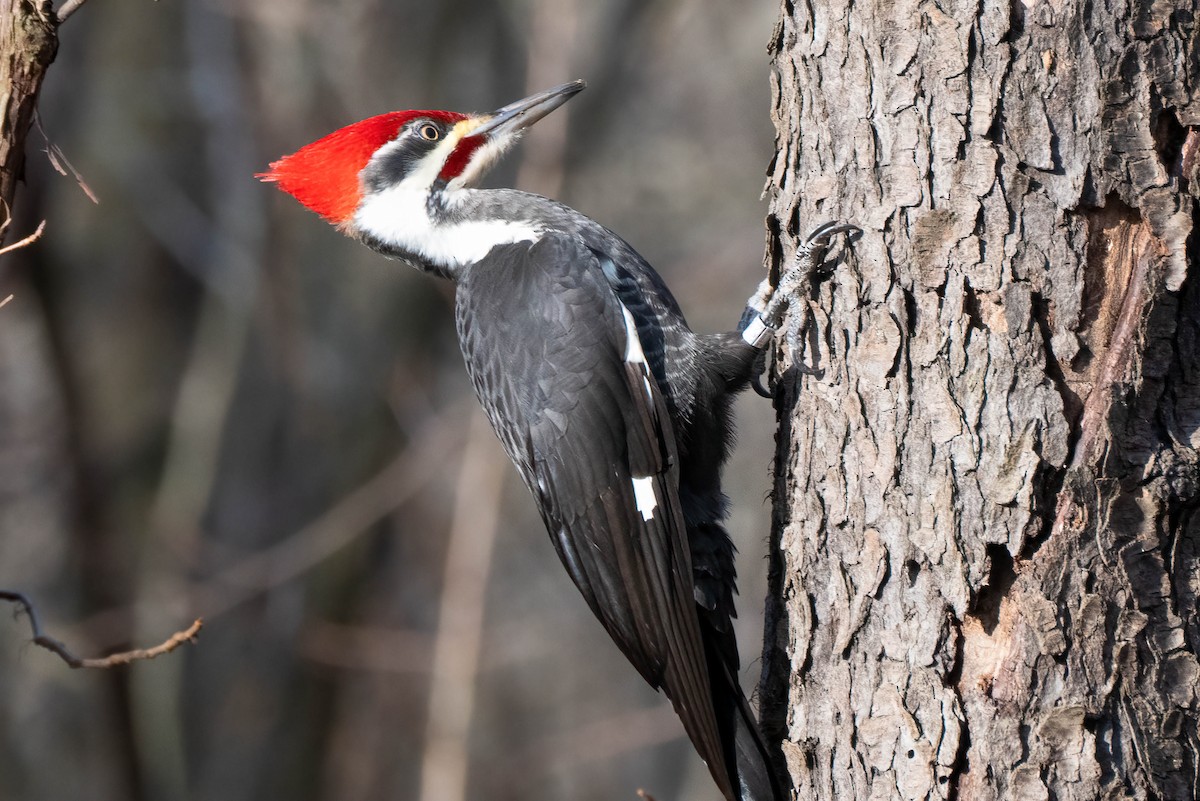 Pileated Woodpecker - ML615675015