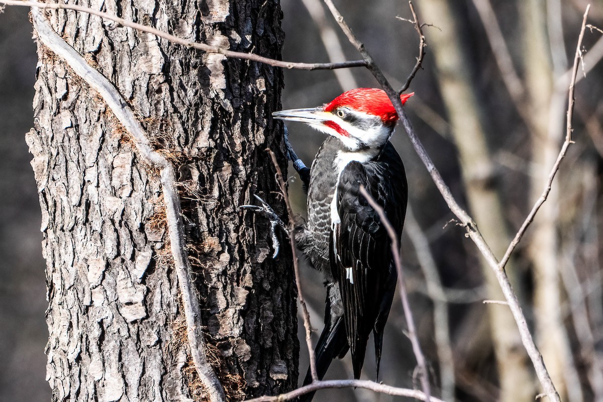 Pileated Woodpecker - ML615675016
