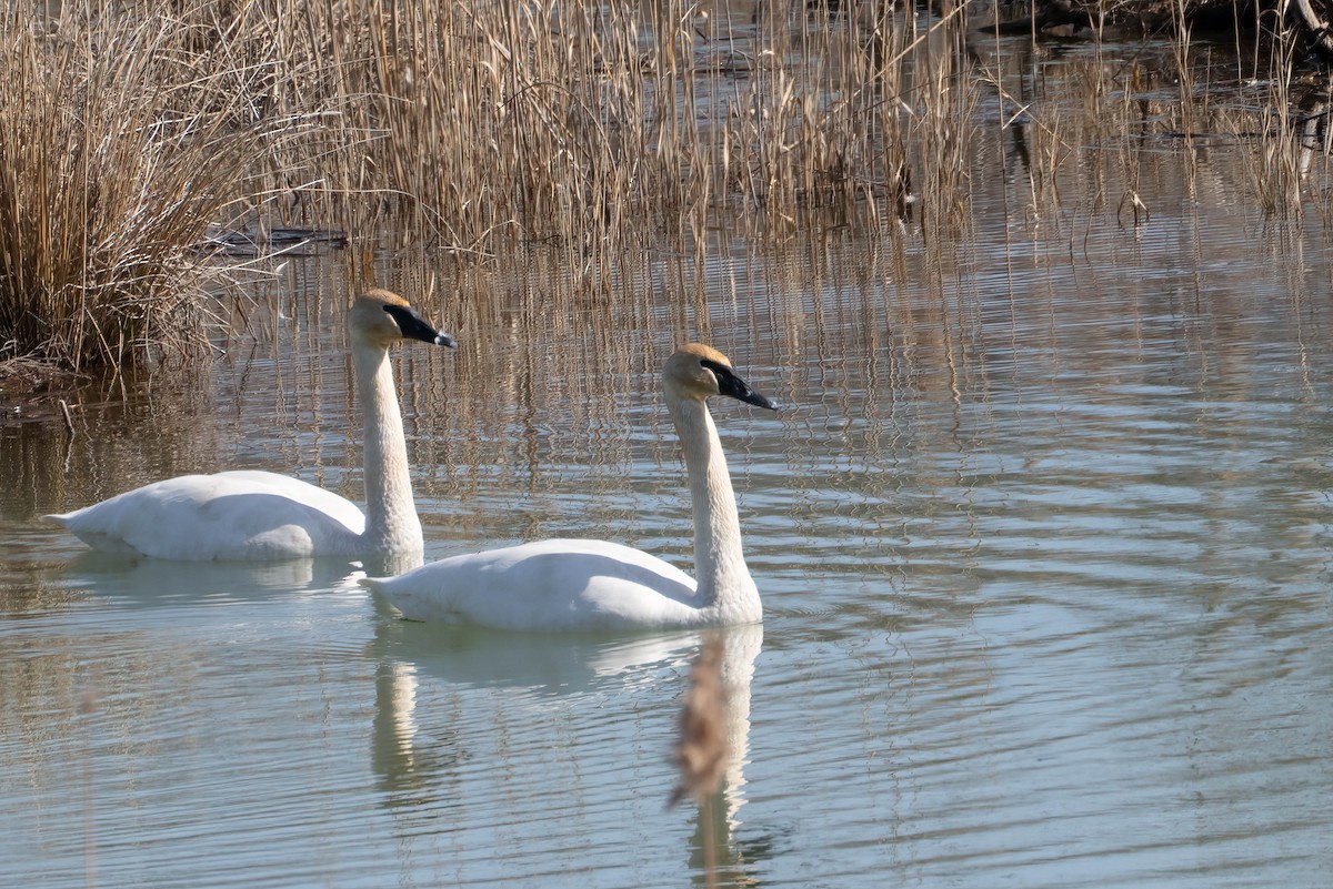 Trumpeter Swan - Gustino Lanese