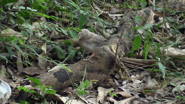 Jungle Babbler - ML615675086