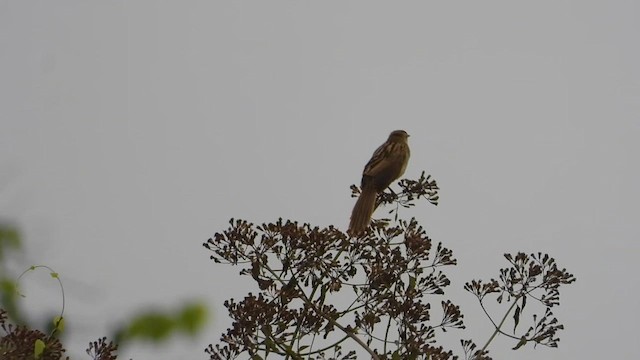 Striated Grassbird - ML615675156