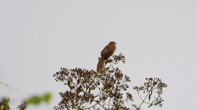 Striated Grassbird - ML615675159