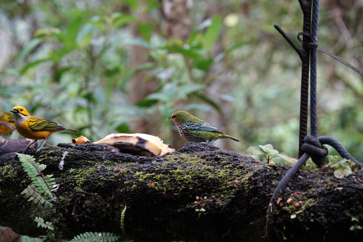 Speckled Tanager - Kirsten Abildskov