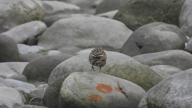 ウスベニタヒバリ - ML615675170