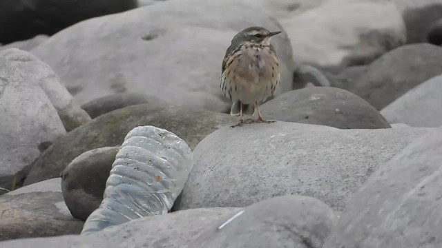 ウスベニタヒバリ - ML615675178